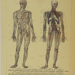 moihouse.. 人間の血管ポスター ドイツの医学書 1枚目の画像