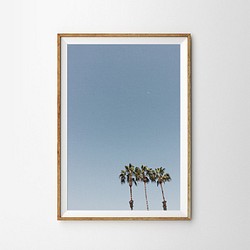 カリフォルニア Three パームツリー ポスター 1枚目の画像
