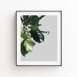 BOTANICAL ボタニカル GREEN 植物 おしゃれポスター 1枚目の画像