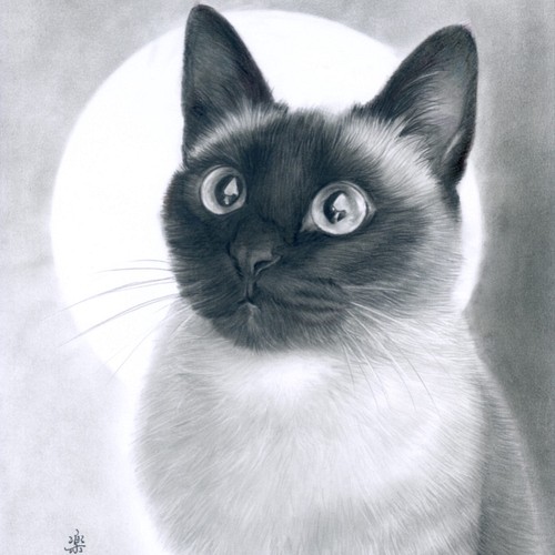 若いシャム猫（墨絵、水彩、高級水彩画用紙、１６ｃｍ×２２，５ｃｍ