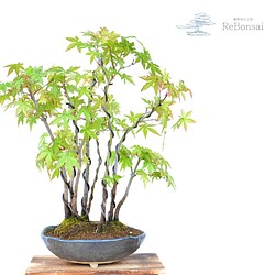 インテリア盆栽 山もみじ 寄せ植え フラワー リース Rebonsai 通販 Creema クリーマ ハンドメイド 手作り クラフト作品の販売サイト