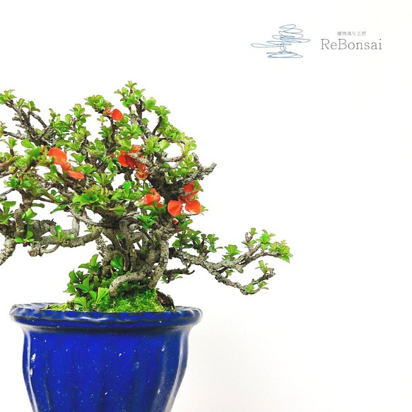 インテリア盆栽「長寿梅」 1枚目の画像