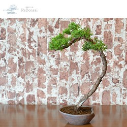 インテリア盆栽「真柏」 1枚目の画像