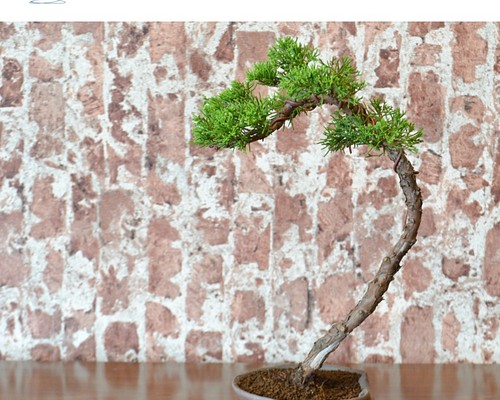 インテリア盆栽「真柏」 盆栽 ReBonsai 通販｜Creema(クリーマ)