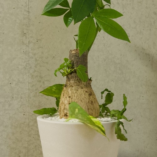 送料無料 パキラ 白色鉢 寄せ植え 人気の ポトス プテリス 虫が出ないハイドロボール植え フラワー リース Ke Go Mozuku 通販 Creema クリーマ ハンドメイド 手作り クラフト作品の販売サイト