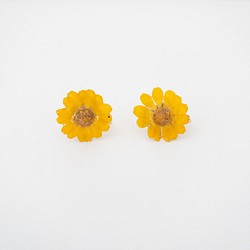 【メランポジウム　イヤリング】✳︎生花のアクセサリー 1枚目の画像