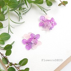 盛開的繡球花柔和的紫色漸變（可更換鈦耳環和零件） 第1張的照片