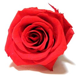 【AFP】プリザーブドフラワー　花材　ローズ　Ｍサイズ　約３-４cm　赤　12輪入り 　pfr4-r 1枚目の画像