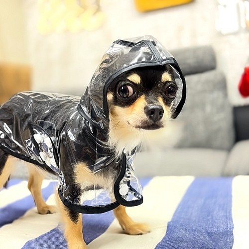 クレール［レインコート］小型犬の雨カッパです◇洋服の上から羽織れる