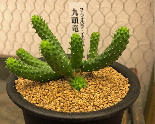 ユーフォルビア☆イネルミス☆九頭竜 多肉植物 観葉植物 サボテン 希少