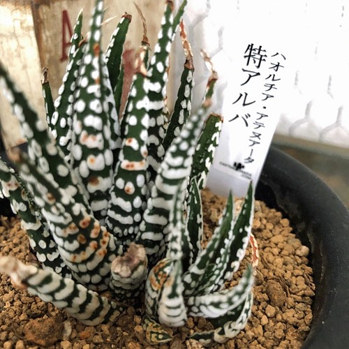 ハオルチア アテヌアータ 特アルバ 観葉植物 レア 厳選個体 多肉植物