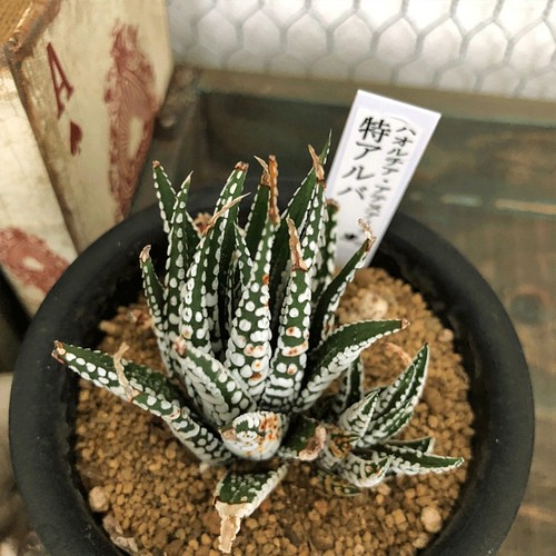 ハオルチア アテヌアータ 特アルバ 観葉植物 レア 厳選個体 多肉植物