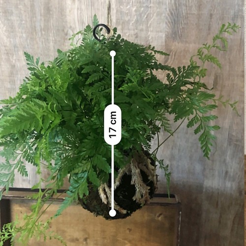 ダバリア 吊り下げ 観葉植物 フラワー リース オリーブ ランド 通販 Creema クリーマ ハンドメイド 手作り クラフト作品の販売サイト