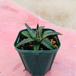 アガベ　ビクトリアレギナエ　観葉植物 1枚目の画像