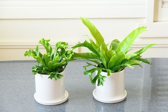 アスプレニウムセット 陶器鉢 観葉植物 その他インテリア雑貨 グリーン