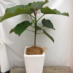 送料無料 ウンベラータ陶器鉢 観葉植物 1枚目の画像