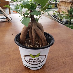 送料無料　幸福の木　ガジュマル　観葉植物 1枚目の画像