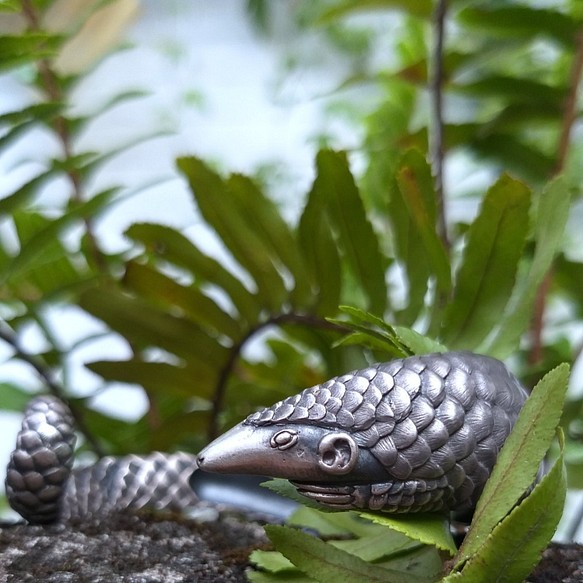 台湾絶滅危惧種】台湾マキコイ台湾パンゴリンオープンスターリング