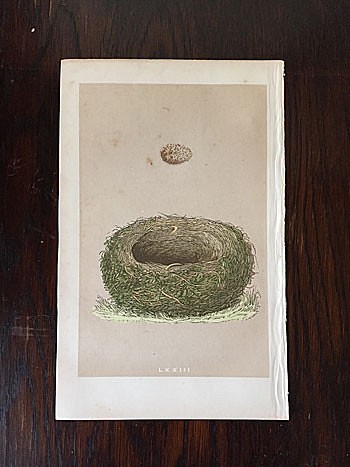 1875年　nest egg print　エッグプリント 紙もの 古紙 カリグラフィ 北欧のくらし 味紙 植物図鑑 1枚目の画像