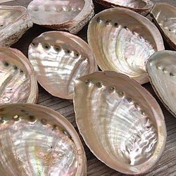 アワビの殻／あわび／鮑／アバロンシェル／１０センチ前後　５枚セット／貝殻／abalone shell／Smashing 1枚目の画像