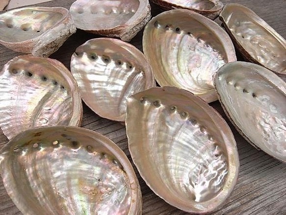 あわびの貝殻　鮑の貝殻　アワビの貝殻　アバロンシェル　研磨済み　約15.5センチ