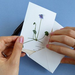 【送料無料】押し花のカード(ツタスミレ） 1枚目の画像