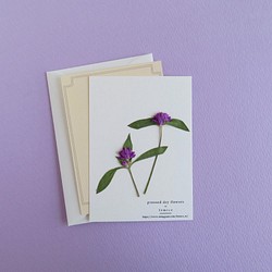 【送料無料】押し花のカード(千日紅） 1枚目の画像