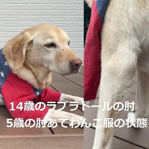 日本オンライン オーダー見本　大型犬　ワンピース 犬用品