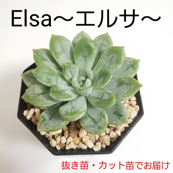 ◆Elsa/エルサ◆　韓国苗　エケベリア　多肉植物