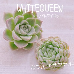 送料無料 多肉植物 エケベリア 韓国苗 ホワイトクイーン ボールオブファット フラワー リース Mirei Succulent 通販 Creema クリーマ ハンドメイド 手作り クラフト作品の販売サイト