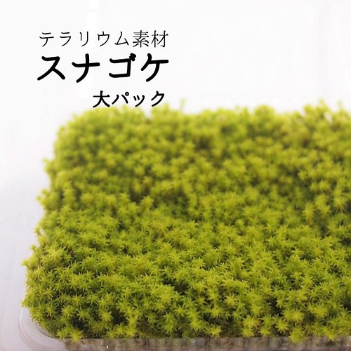 スナゴケ 大パック 苔テラリウム素材等 その他素材 Earth Green 通販 Creema クリーマ ハンドメイド 手作り クラフト作品の販売サイト