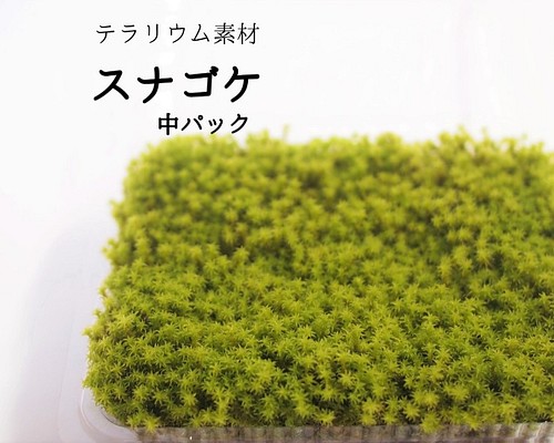 スナゴケ 中パック 苔テラリウム素材等 その他素材 Earth Green 通販 Creema クリーマ ハンドメイド 手作り クラフト作品の販売サイト