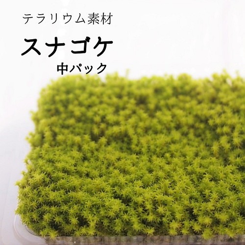 スナゴケ 中パック 苔テラリウム素材等 その他素材 Earth Green 通販 Creema クリーマ ハンドメイド 手作り クラフト作品の販売サイト