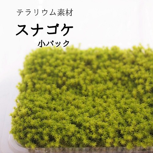 スナゴケ 小パック 苔テラリウム素材等 その他素材 Earth Green 通販 Creema クリーマ ハンドメイド 手作り クラフト作品の販売サイト