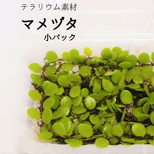 マメヅタ 小パック シダ植物 苔テラリウム素材等 その他素材 Earth Green 通販 Creema クリーマ ハンドメイド 手作り クラフト作品の販売サイト