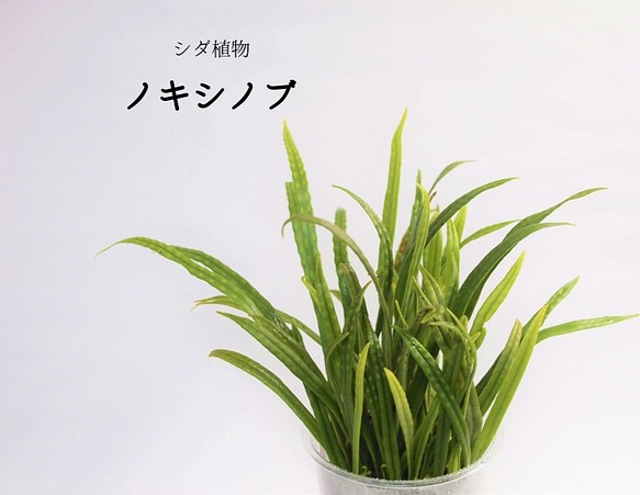 ノキシノブ シダ植物 苔テラリウム素材等 その他素材 Earth Green 通販 Creema クリーマ ハンドメイド 手作り クラフト作品の販売サイト