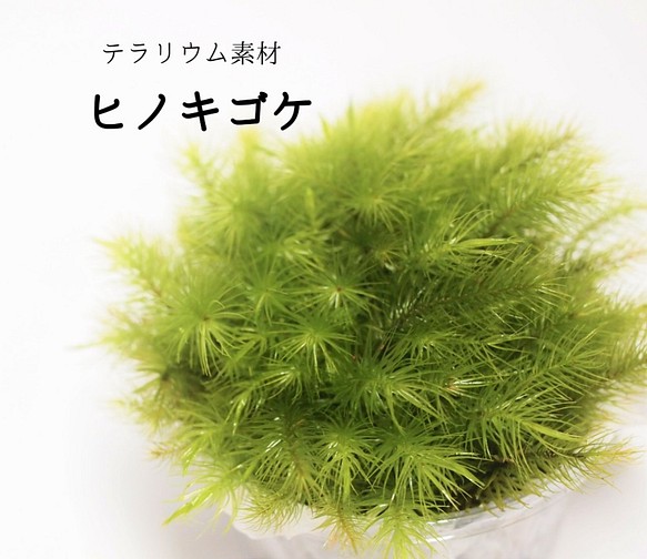 ヒノキゴケ 苔テラリウム素材等 その他素材 Earth Green 通販 Creema クリーマ ハンドメイド 手作り クラフト作品の販売サイト