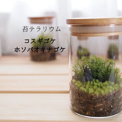 苔テラリウム コスギゴケ ホソバオキナゴケ その他インテリア雑貨 Earth Green 通販 Creema クリーマ ハンドメイド 手作り クラフト作品の販売サイト