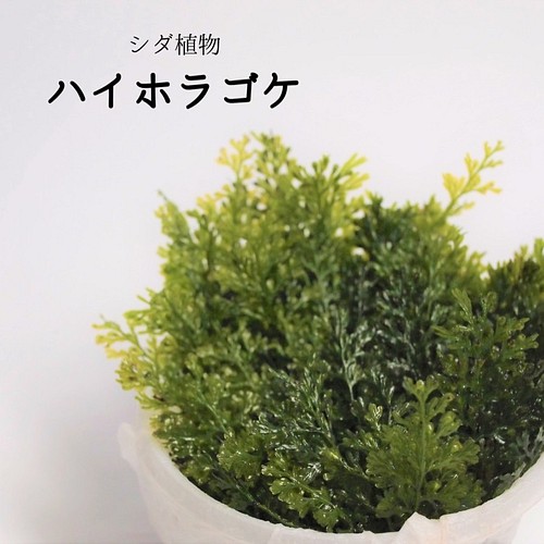 ハイホラゴケ シダ植物 苔テラリウム素材等 その他素材 Earth Green 通販 Creema クリーマ ハンドメイド 手作り クラフト作品の販売サイト