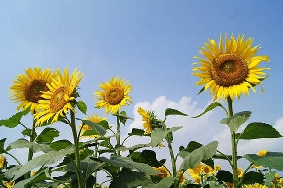 なつかしの山・思い出の花シリーズ「芽が岳・ひまわり」 | www.crf.org.br