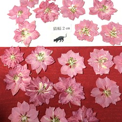 チドリソウの押し花(ピンク)20リン 1枚目の画像
