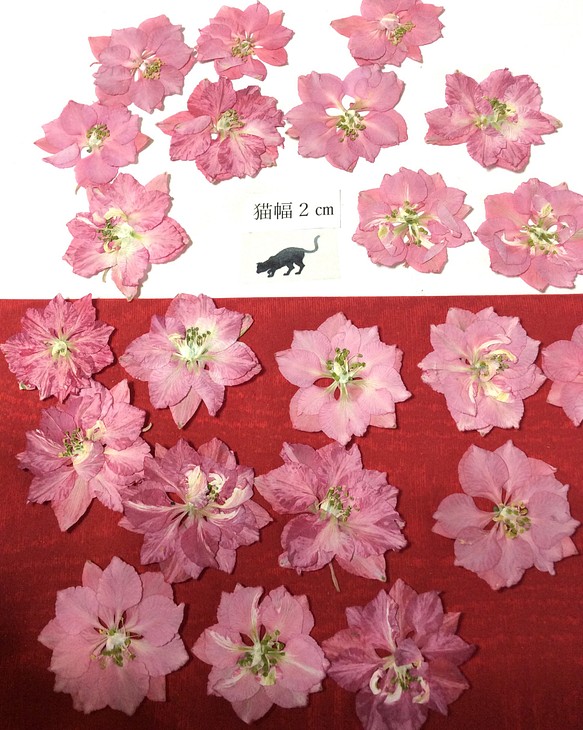 チドリソウの押し花(ピンク)20リン 1枚目の画像