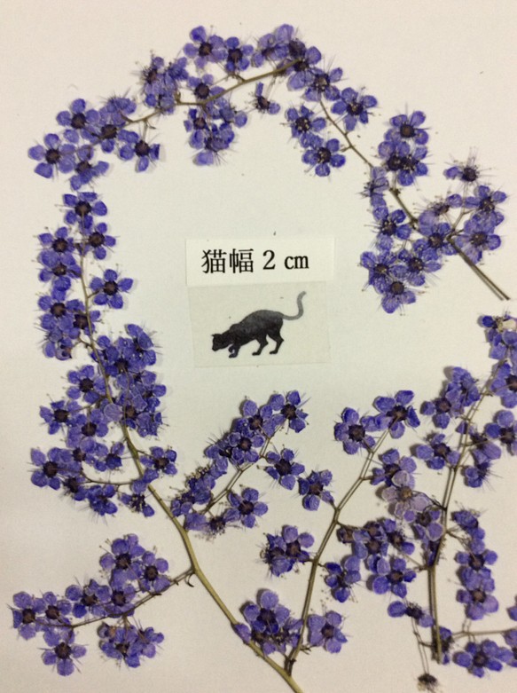 チンシバイの染色押し花(ラベンダーブルー) 1枚目の画像