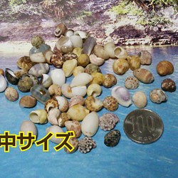 沖縄産 ● 約23～28個  中サイズ ●  巻貝（蝸牛風）パーツ 1枚目の画像