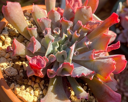 多肉植物 トランペットピンキー 2頭 韓国苗 10cm鉢 多肉植物 多肉園