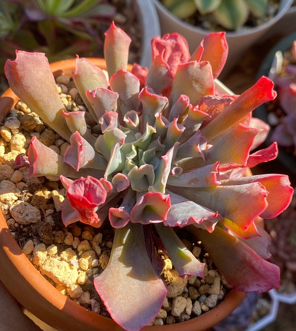 多肉植物 ☆トランペットピンキー 2頭 韓国苗 10cm鉢 多肉植物 多肉園