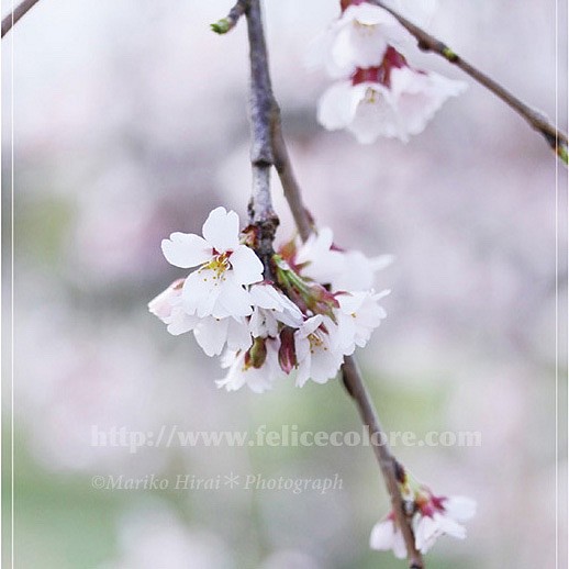 フォトパネル＊【桜が咲いたら】 1枚目の画像