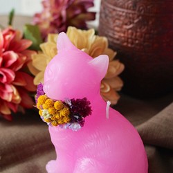 藝術植物貓蠟燭&lt;粉紅色&gt; 第1張的照片