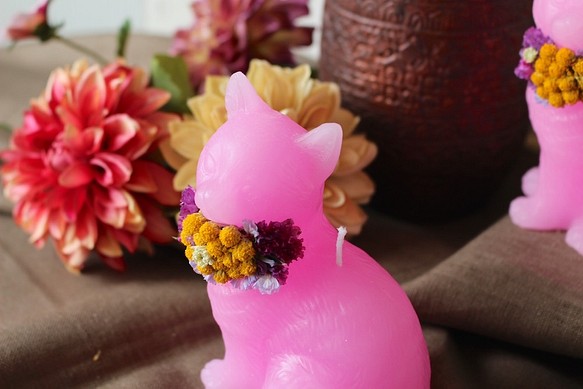 藝術植物貓蠟燭&lt;粉紅色&gt; 第1張的照片