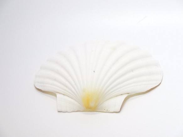 ［自然素材エコクラフト　貝殻］　no,048　ビックホワイト